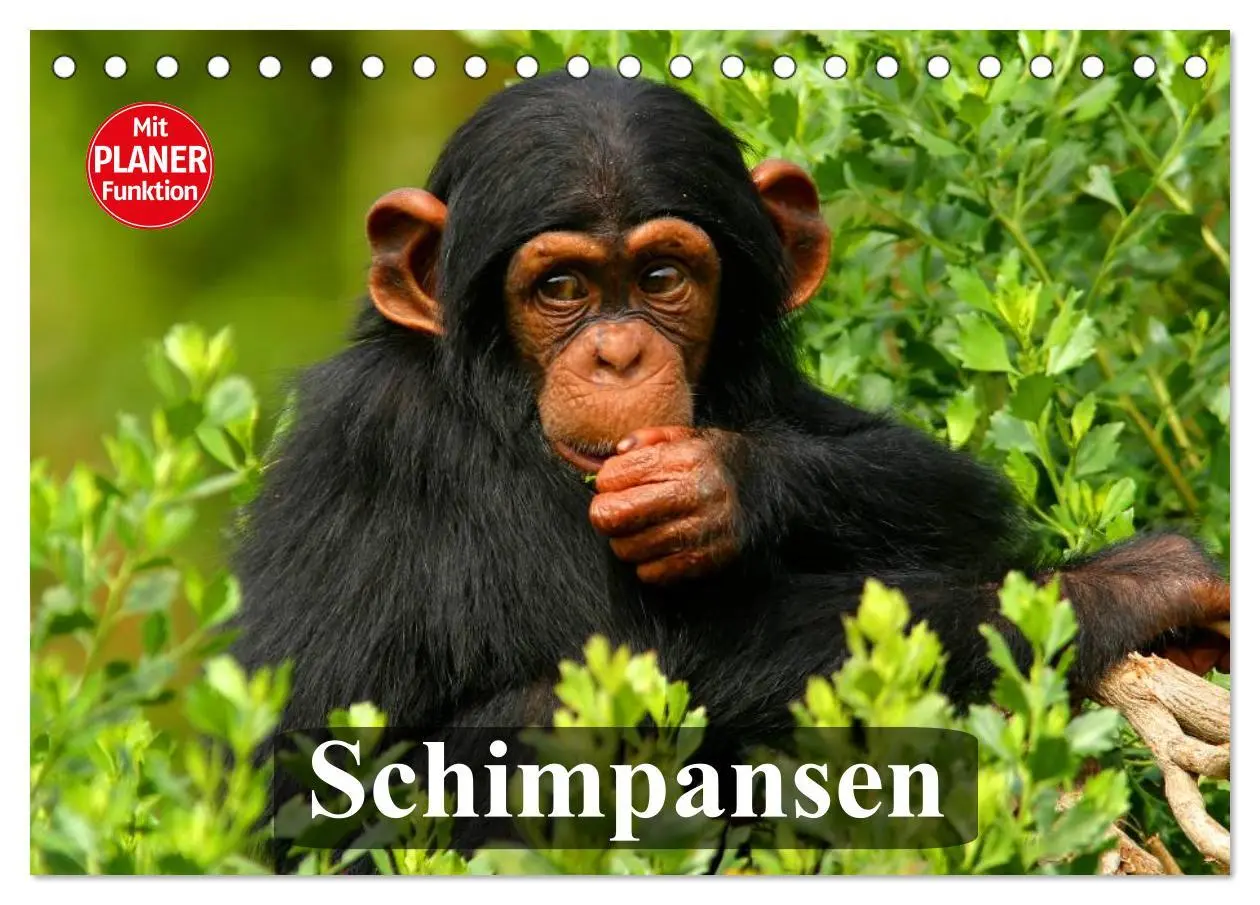 Cover: 9783457997178 | Schimpansen (Tischkalender 2026 DIN A5 quer), CALVENDO Monatskalender